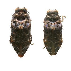 Hypocisseis ornata, SAMA, male and female, from Amyema preissii